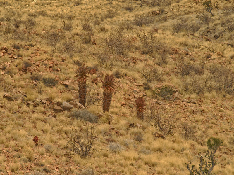 Hammerstein Lodge, Aloe